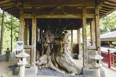 THE EMPEROR’S HILL / Sacred Trees of Marriage